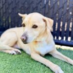 Poukah is a Mixed Breed (Medium).