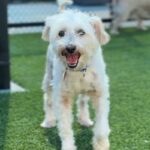 Osito is a Poodle, Miniature.