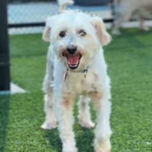 Osito is a Poodle, Miniature.