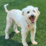 Osito is a Poodle, Miniature.
