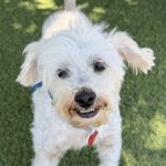 Osito is a Poodle, Miniature.