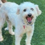 Osito is a Poodle, Miniature.