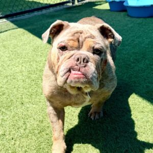 Dixie is a Bulldog, English.