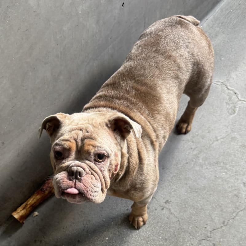Dixie is a Bulldog, English.