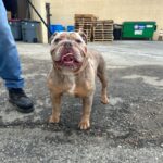 Dixie is a Bulldog, English.
