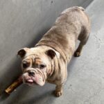 Dixie is a Bulldog, English.