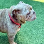 Dixie is a Bulldog, English.