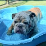 Dixie is a Bulldog, English.