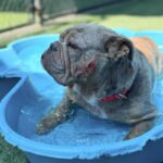 Dixie is a Bulldog, English.