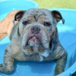 Dixie is a Bulldog, English.