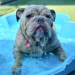 Dixie is a Bulldog, English.