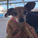 Mimi is a Chihuahua.