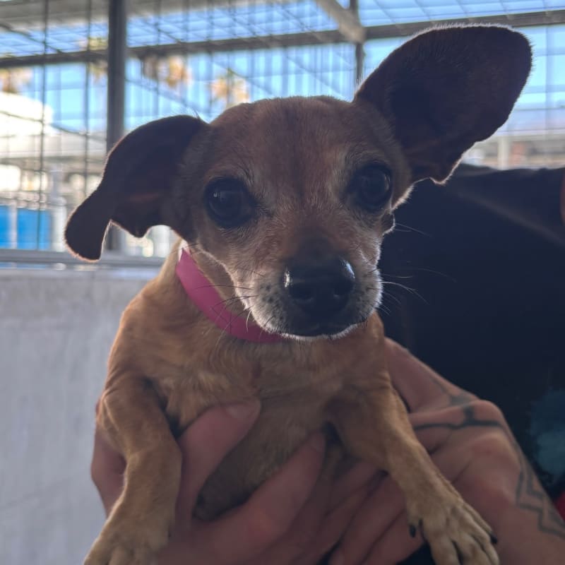 Mimi is a Chihuahua.