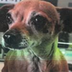 Mimi is a Chihuahua.