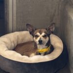 Jolly is a Chihuahua.