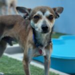 Jolly is a Chihuahua.