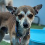 Jolly is a Chihuahua.