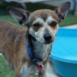 Jolly is a Chihuahua.