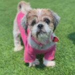 Martha is a Shih Tzu.