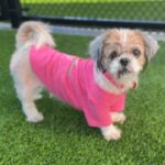 Martha is a Shih Tzu.