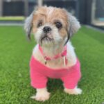 Martha is a Shih Tzu.