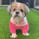 Martha is a Shih Tzu.