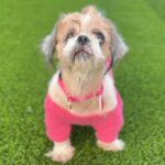 Martha is a Shih Tzu.