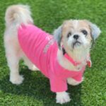 Martha is a Shih Tzu.