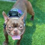 Gizmo is a Terrier, Boston.