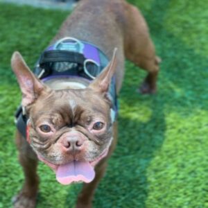 Gizmo is a Terrier, Boston.
