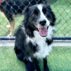 Simone is a Collie, Border.