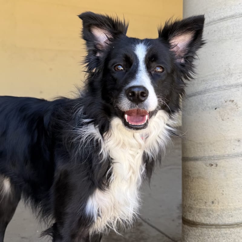 Simone is a Collie, Border.