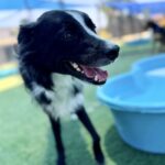 Simone is a Collie, Border.