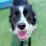 Simone is a Collie, Border.