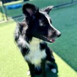 Simone is a Collie, Border.