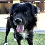 Sloth is a Collie, Border.