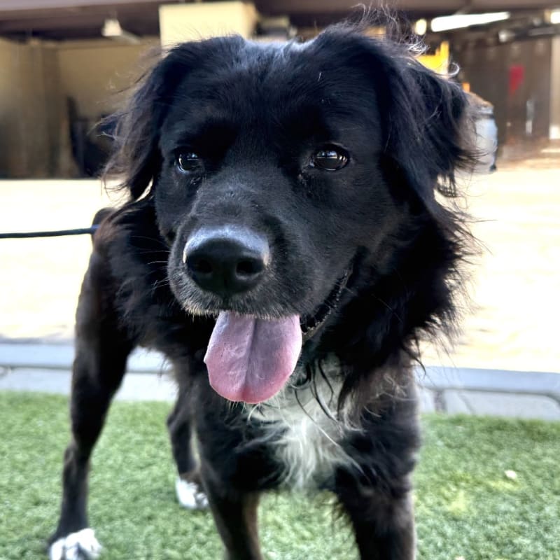 Sloth is a Collie, Border.