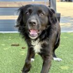 Sloth is a Collie, Border.