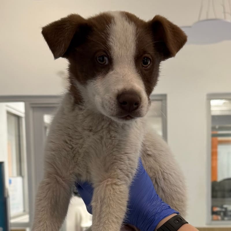 Koa is a Mixed Breed (Medium).