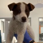 Koa is a Mixed Breed (Medium).