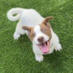 Koa is a Mixed Breed (Medium).