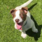 Koa is a Mixed Breed (Medium).