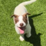 Koa is a Mixed Breed (Medium).