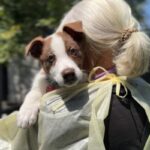 Koa is a Mixed Breed (Medium).