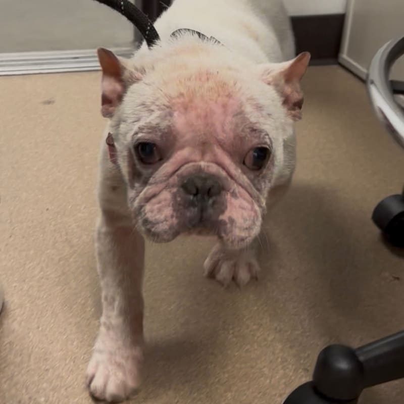 Bingo is a Bulldog, French.