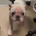 Bingo is a Bulldog, French.