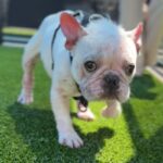 Bingo is a Bulldog, French.