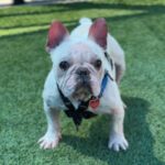 Bingo is a Bulldog, French.