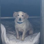 A2275957 is a Chihuahua.