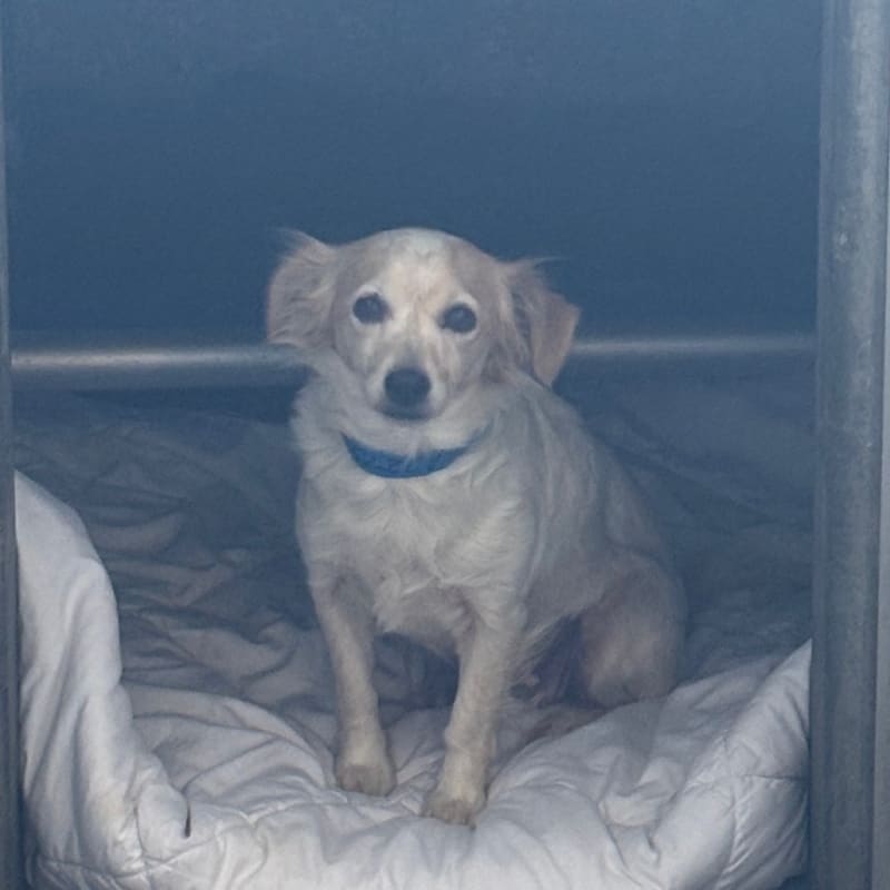 A2275957 is a Chihuahua.